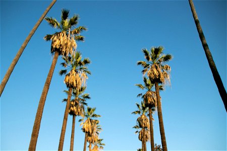 Two Rows Of Tall Palm Trees photo