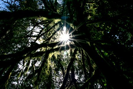 Sun Rays Through Thick Intertwined Tree Branches photo