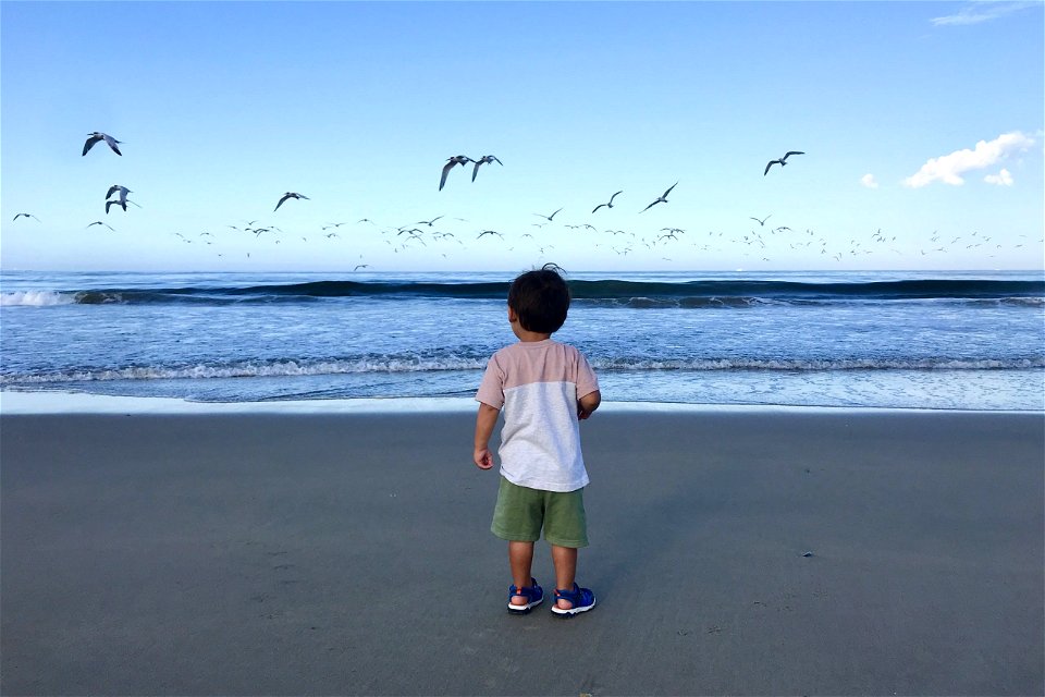 Small Child Watching Seagulls Flying Above Water photo