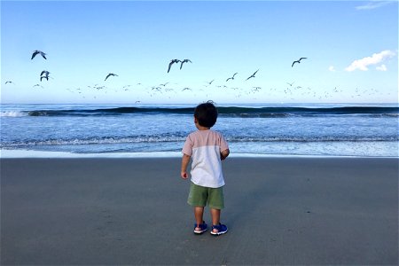Small Child Watching Seagulls Flying Above Water photo