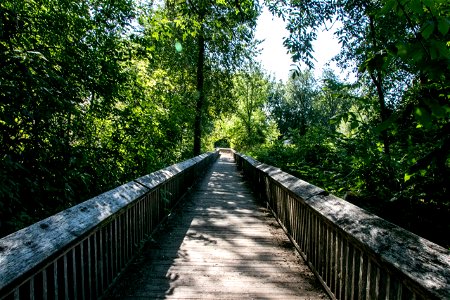 Long Worn Boardwalk Between Plants And Trees