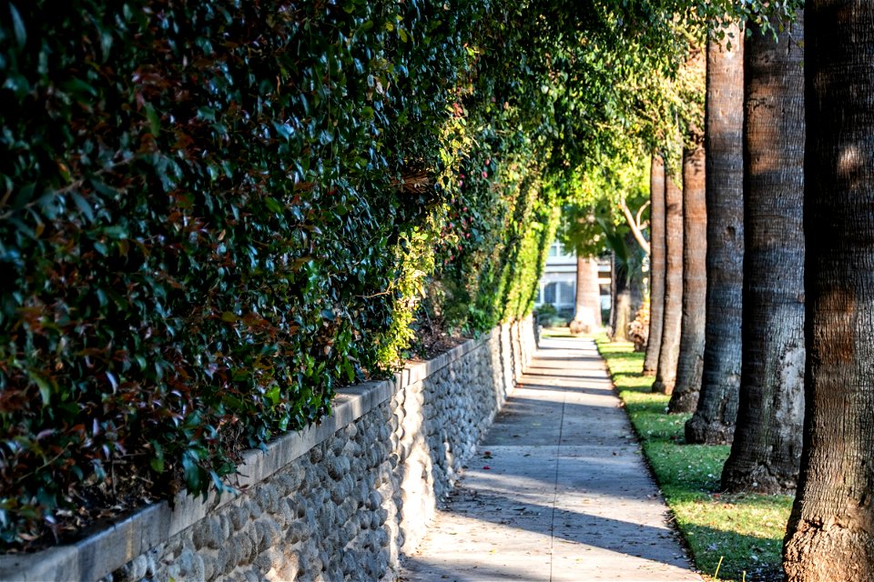 Sidewalk Between Trees And Hedge Wall
