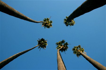 Tall Palm Trees Against Clear Blue Sky photo