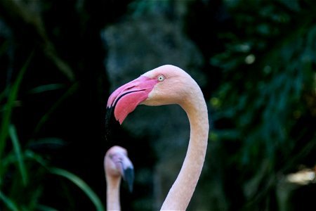 Close Up Of Pale Pink Flamingo Head photo
