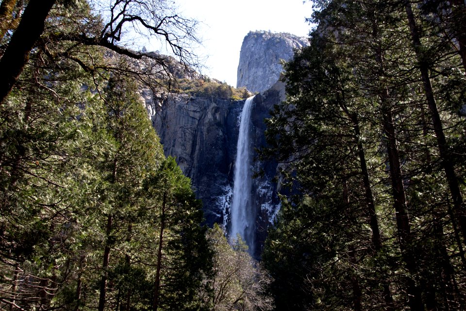 Thin Waterfall Behind Forest Of Tall Trees photo