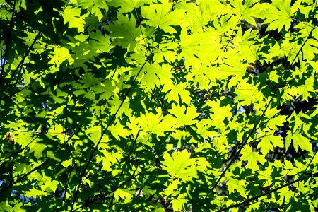 Sunlit Green Tree Leaves photo