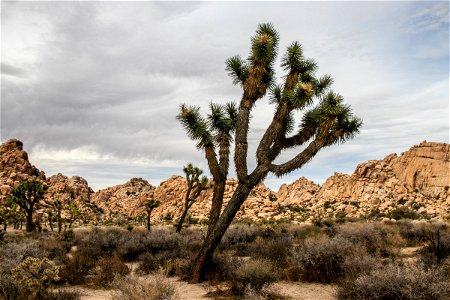 Joshua Trees In Desert photo