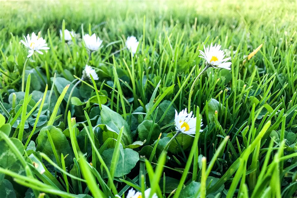 White Daisies Among Grass Leaves photo