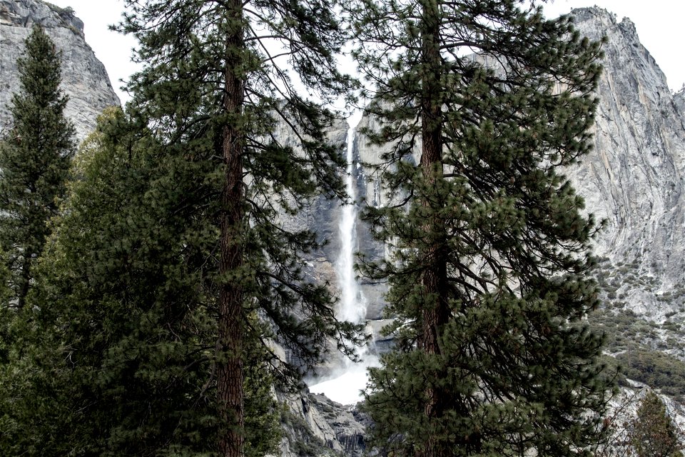 Narrow Waterfall Behind Two Tall Trees photo