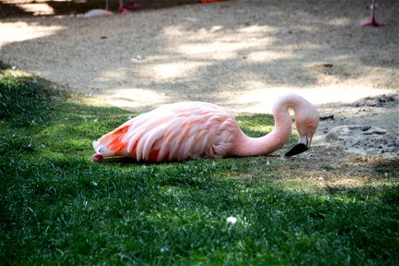 Light Pink Flamingo Sitting On Grass photo