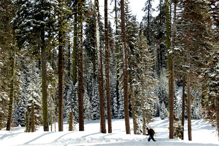 Woman Hiking In Snow Near Tall Trees