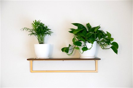Two Potted Plants On Shelf photo