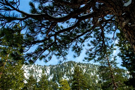 Tree Branches Near Snow Covered Mountain