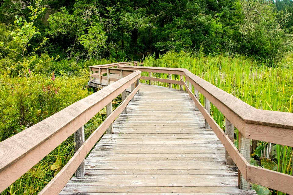 Boardwalk Surrounded By Tall Grass And Plants