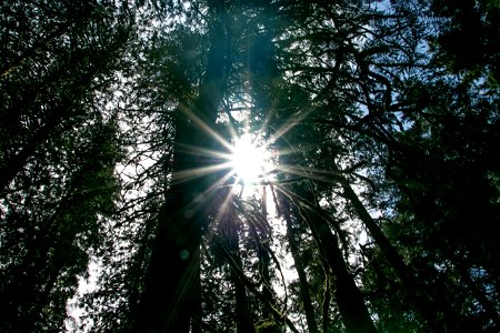Sun Rays Through Tall Trees And Branches