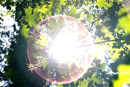 Bright Sunlight Through Plant Leaves photo