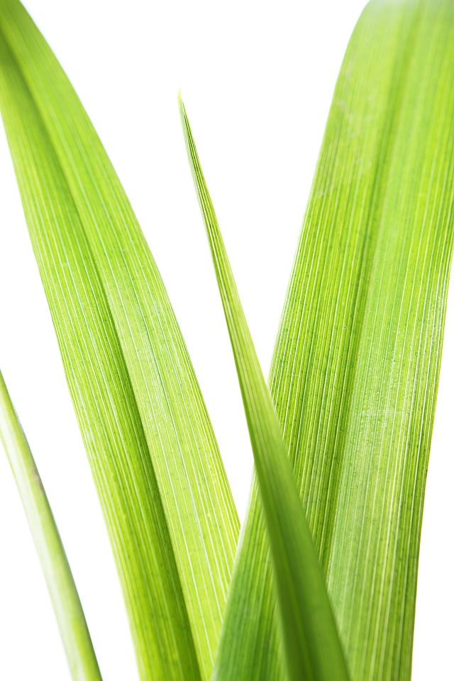 Leaves
