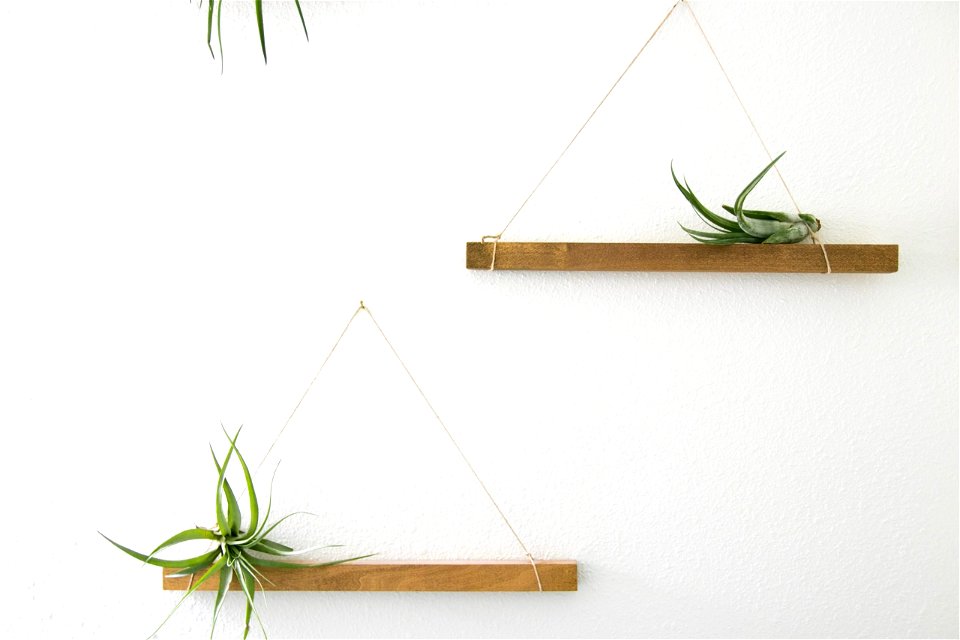 Unpotted Succulent Plants On Hanging Wooden Shelves