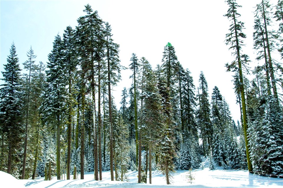 Tall Snow Covered Coniferous Trees In Forest photo