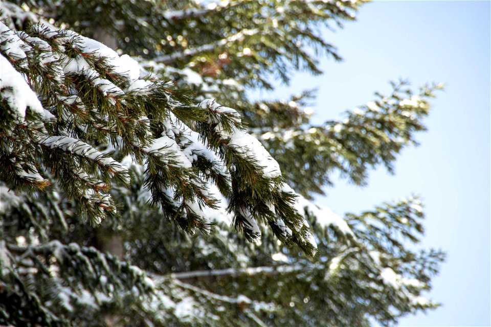 Snow Covered Coniferous Trees photo
