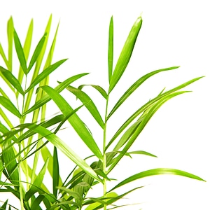 Leaves