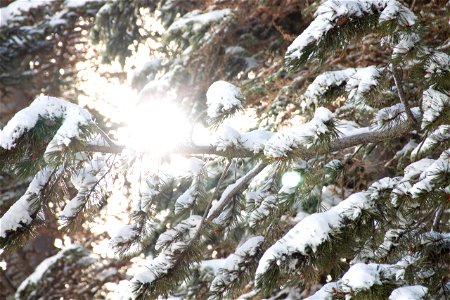 Snow On Coniferous Tree Branches photo