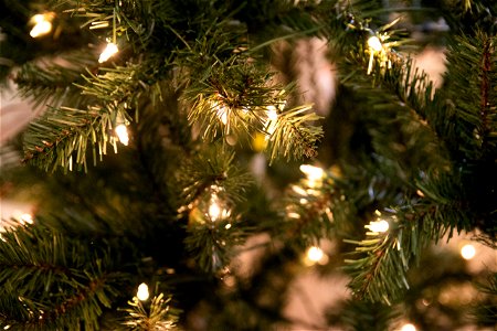 Lit Christmas Lights On Tree photo