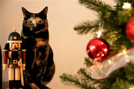Cat Sitting Besides Nutcracker Doll Next To Holiday Decorations photo