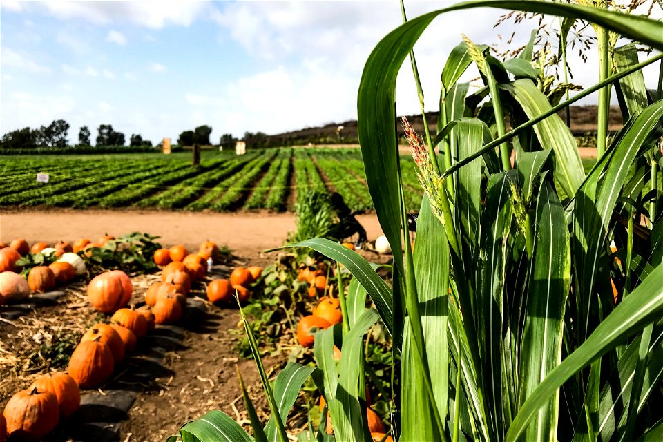 Harvested Pumpkins Near Fields