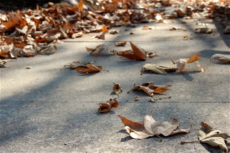 Scattered Dry Leaves On Concrete Sidewalk photo