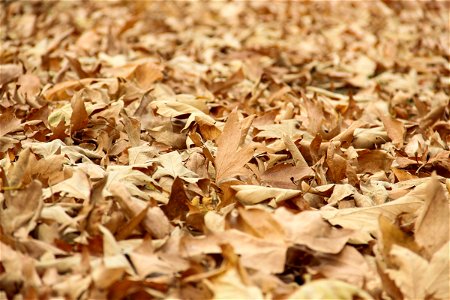 Unbroken Sheet Of Dry Fall Leaves photo