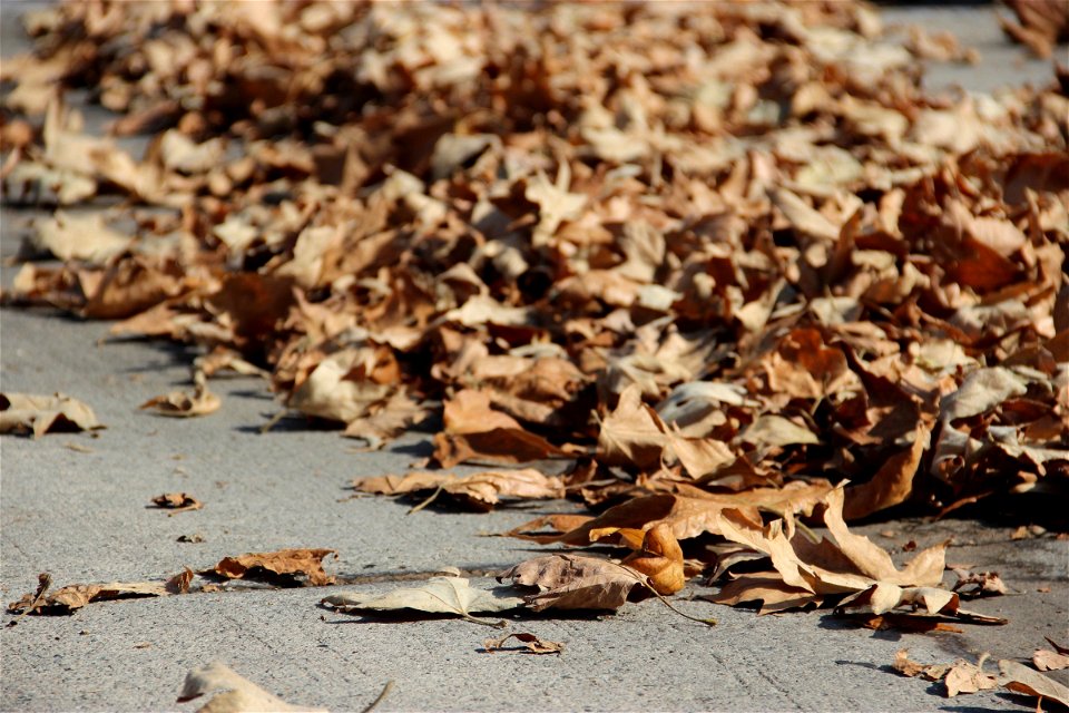 Dry Autumn Leaves On Ground photo