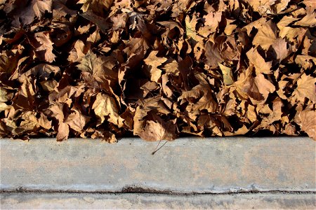 Stack Of Dry Leaves Near Sidewalk Curb photo