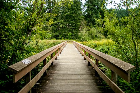 Wooden Boardwalk With Railings Between Plants And Trees photo