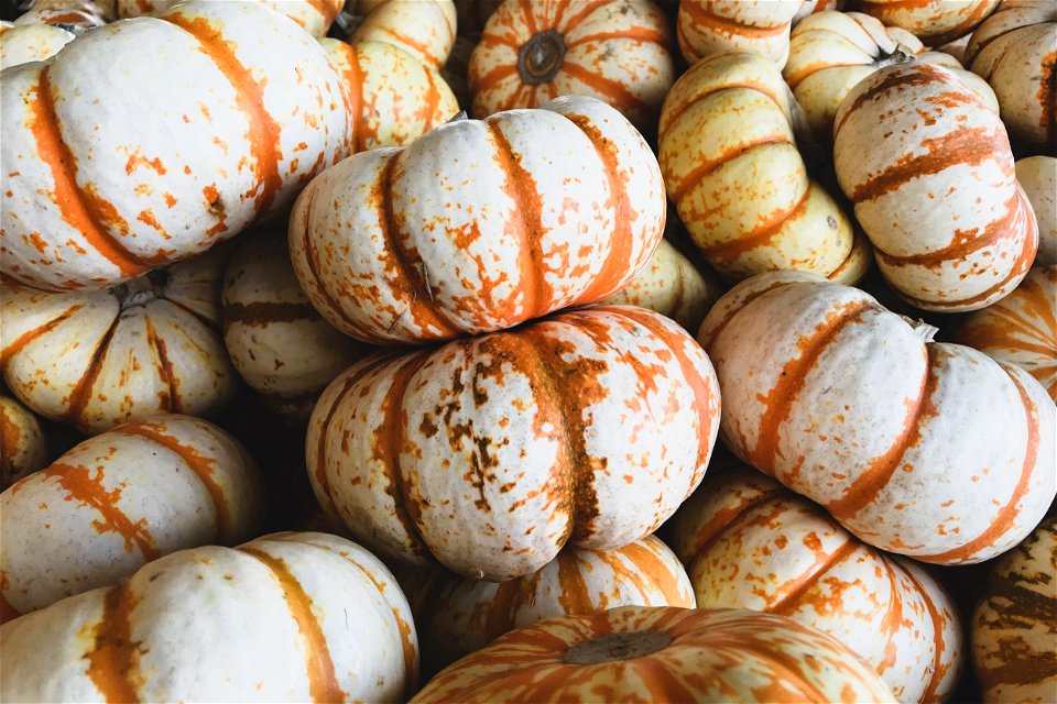 Pile Of Orange Striped White Pumpkins photo