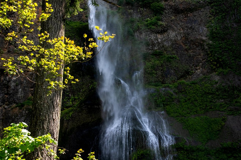 Misty Waterfall Behind Tree photo