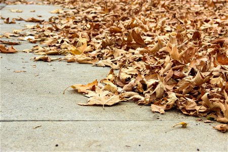 Pile Of Dry Autumn Leaves On Concrete photo