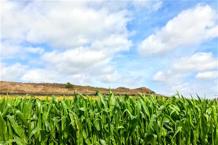 Cloudy Blue Sky Above Corn Plants Field photo