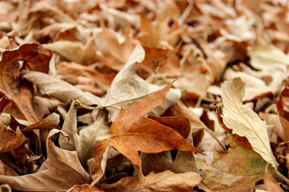 Close Up Of Pile Of Dry Leaves photo