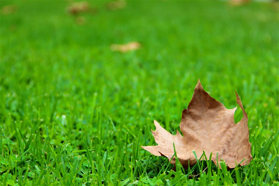 Dry Autumn Leaf On Green Grass photo