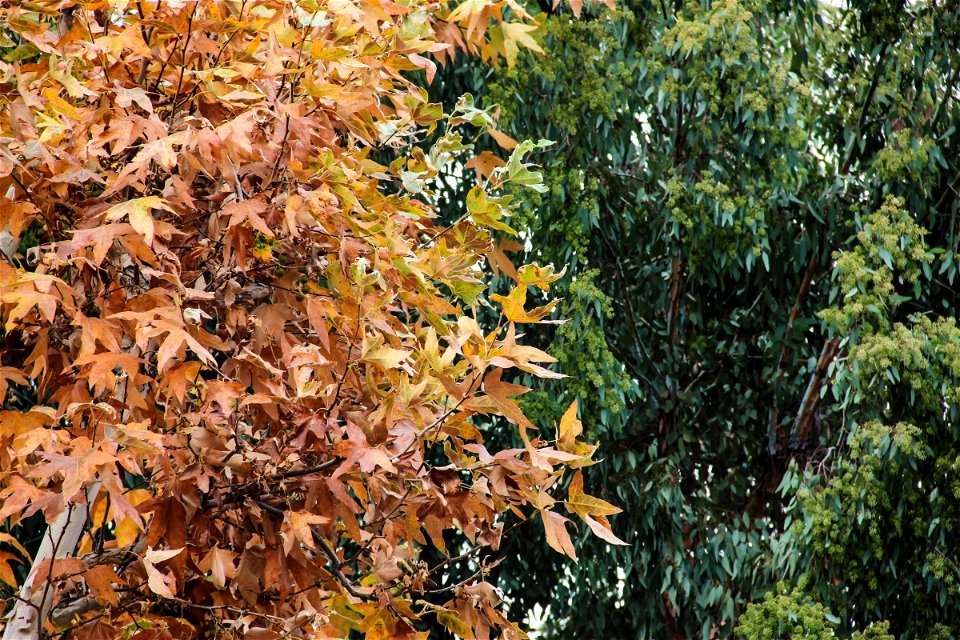 Two Different Colored Leaves On Two Trees photo