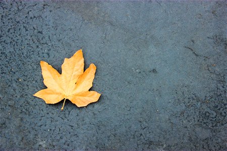 Single Autumn Maple Leaf On Asphalt