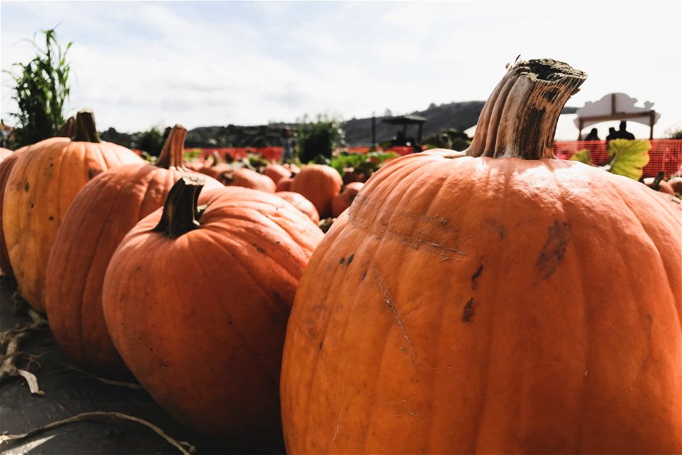Pumpkins In Pumpkin Patch