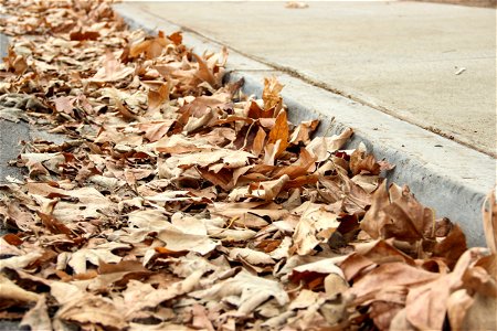 Dead Dry Autumn Leaves Near Sidewalk Pavement photo