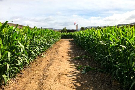 Pathway In Corn Field photo