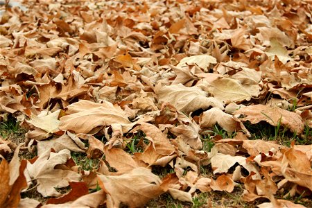Fallen Dry Leaves On Grass photo