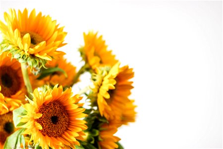 Sunflowers On White Background photo