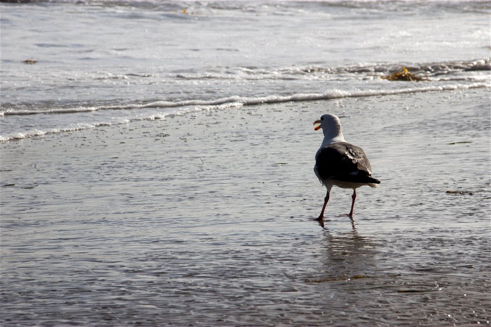 Seagull Standing On Wet Sandy Shore