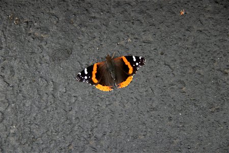 Black And Orange Moth On Gray Surface photo