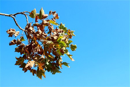 Autumn Leaves On Tree Branch photo